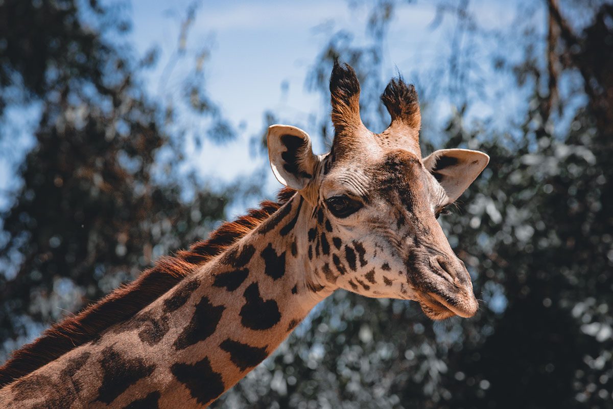 zoo park in escondido ca