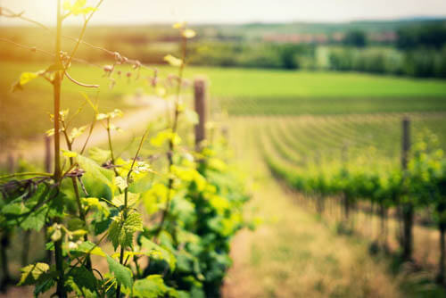 vineyard in San Diego