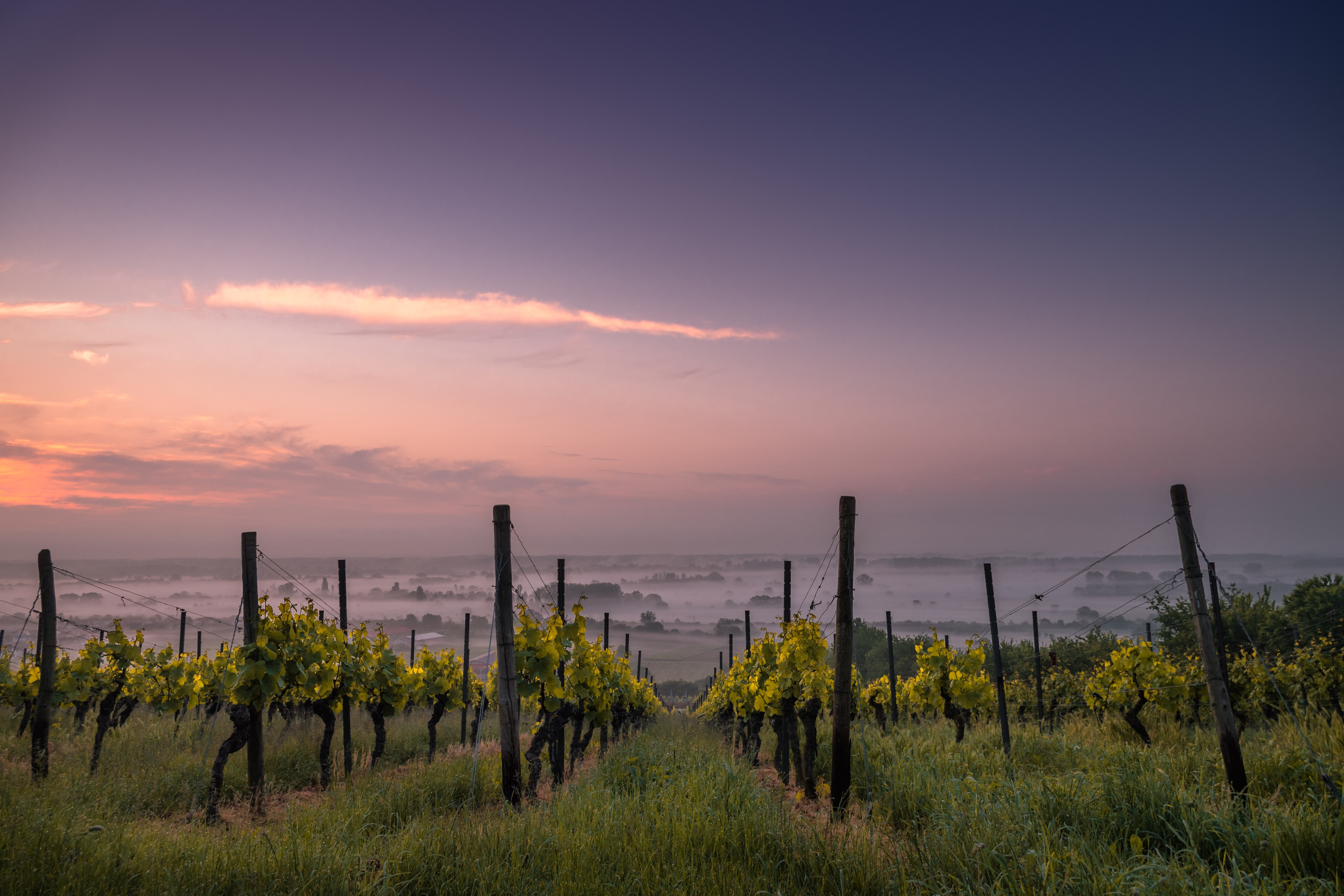 Vineyards in San Diego California